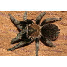 Паук-птицеед Brachypelma verdezi самка 3-3.5 см