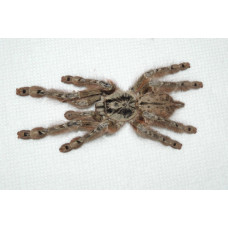 Паук-птицеед Stromatopelma calceatum самка 2.5 см