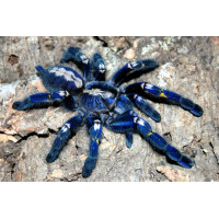 Паук-птицеед Poecilotheria metallica самка 4 см
